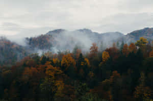 陰天下有霧山的秋林 — 霧濛濛的森林 壁紙