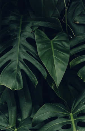 昏暗叢林光線中帶有水珠的茂密熱帶葉片。 — 植物美學 壁紙