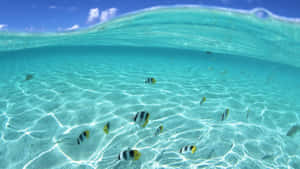 色彩繽紛的魚在沙底上帶有陽光圖案的清澈碧綠海水中游動。 — 海景 壁紙