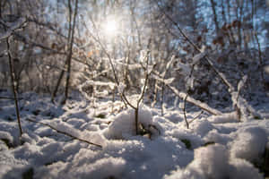 白雪覆蓋森林地面，陽光照耀樹枝 — MacBook Air 15 壁紙