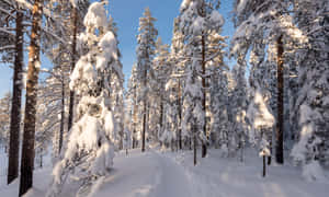 積雪的松樹在寂靜的冬季森林中，陽光透過樹梢灑落。 — 森林 壁紙