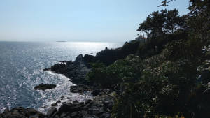 海岸懸崖，有海浪和陽光照耀的樹木 — 제주도 壁紙