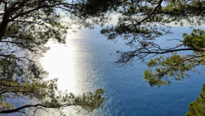 透過松樹枝條觀看平靜的藍色大海，陽光在水面上反射。 — 海洋 壁紙