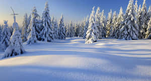 清澈藍天下冬日森林中積雪覆蓋的松樹。 — 冬季風景 壁紙