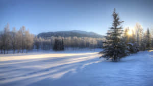 被晨光照耀的雪地、樹木和山巒。 — 冬季風景 壁紙