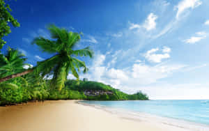 熱帶海灘，有棕櫚樹和碧綠海水，在明亮的藍天下。 — 海灘桌面 壁紙