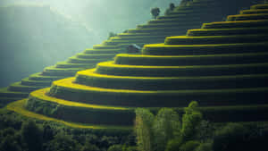 在金色的陽光下，梯田沿著山坡攀升，一間小屋棲息在曲線上。 — 7680x4320 壁紙