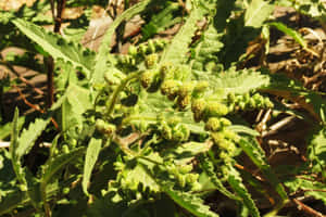 陽光下帶有絨毛花蕾的綠色葉植物的特寫。 — 花園 壁紙