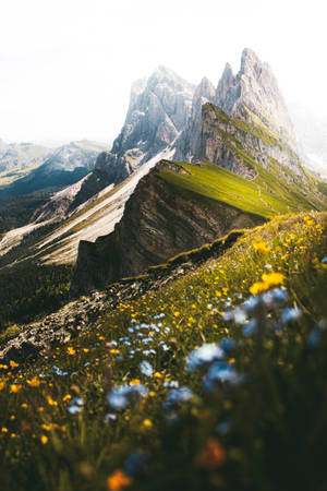 前景有野花的山峰 — 山景 壁紙