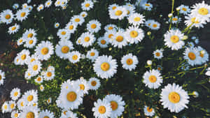 陽光下帶有黃色花心的白色雛菊田野。 — 草地 壁紙