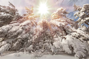 積雪的樹木在晴朗的藍天下沐浴在明亮的陽光中。 — 冬季美學 壁紙