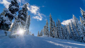 晴朗的冬日，陽光穿過積雪的松樹。 — 冬季風景 壁紙