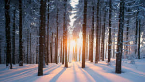 陽光穿過積雪的松樹，照進寧靜的冬季森林。 — 冬季風景 壁紙