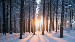 陽光穿過積雪的松樹，灑落在寧靜的冬季森林中。 — 冬季風景 壁紙