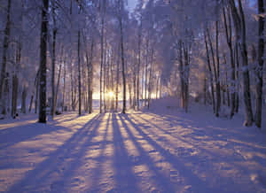 陽光穿過積雪的樹木，在冬日森林小徑上投下長長的陰影。 — 冬季風景 壁紙