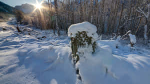 冬日森林中被雪覆蓋的樹樁，陽光透過光禿禿的樹木照射進來。 — 冬季風景 壁紙