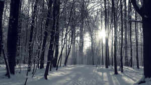 陽光穿過白雪覆蓋的樹木，灑落在寂靜的冬季森林中。 — 冬季風景 壁紙