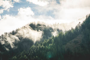 霧氣瀰漫的山林，陽光穿過雲層灑落。 — 霧濛濛的森林 壁紙