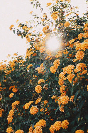 橙色花朵與綠葉在明亮陽光的背光照射下。 — Vsco 壁紙