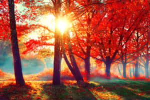 陽光穿過霧氣森林中的紅色秋樹。 — 陽光 壁紙