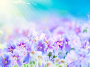 晴朗的日子裡，陽光穿過一片紫色和藍色的花田。 — 美麗的花朵 壁紙