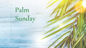 藍色木質背景上「Palm Sunday」文字與陽光照射的棕櫚葉 — 棕櫚樹 壁紙