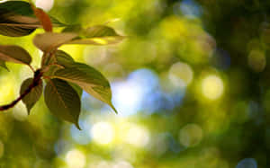 綠葉在模糊的綠色和藍色圓圈背景中捕捉陽光。 — 自然風景動圖 壁紙