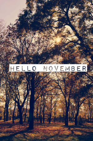 森林場景，光禿禿的樹木和金色的樹葉在溫暖的陽光下，帶有文字hello november。 — 紅色美學 iPhone 壁紙