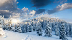 白雪覆蓋的松樹林在明亮的日出下，伴隨著戲劇性的雲層。 — 冬季風景 壁紙