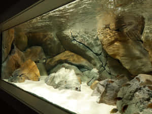 水族箱場景，魚兒在過濾陽光下於岩石和沙間游動。 — 水族箱 壁紙
