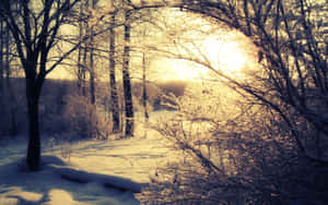 白雪覆蓋的森林小徑，陽光穿過光禿的樹枝灑落。 — 冬季風景 壁紙