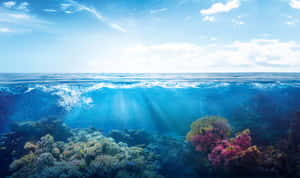 陽光穿過海浪，照耀在色彩繽紛的珊瑚礁上。 — 珊瑚 壁紙