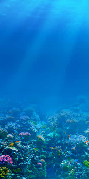 生機勃勃的珊瑚礁，色彩繽紛的魚群在清澈藍色海水中的陽光下游泳。 — Pixel 3 壁紙