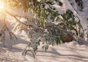 冬日暖陽下，白雪覆蓋的常青樹枝。 — 薰衣草 壁紙