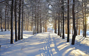 白雪覆蓋的森林小徑，松樹間陽光穿過樹枝灑落。 — 冬季風景 壁紙