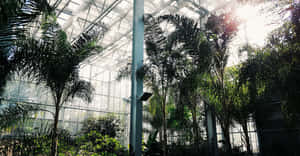 熱帶植物在玻璃溫室結構內沐浴在陽光中。 — 花園 壁紙