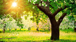春天草地上，陽光穿過樹葉的開花樹木。 — 花園 壁紙