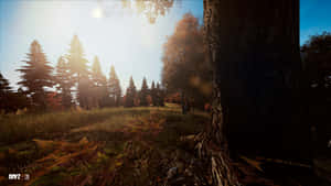 秋天的森林場景，陽光穿過樹木和地上的蕨類植物。 — 電玩遊戲 GIF 壁紙