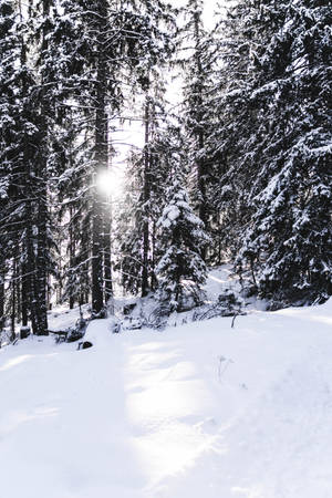 陽光穿過白雪覆蓋的常青樹，在寧靜的冬季森林中。 — 高清 壁紙