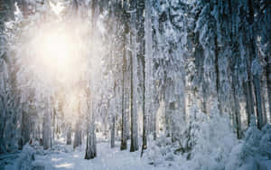 陽光透過積雪的樹木，灑落在寂靜的冬季森林中。 — 冬季風景 壁紙