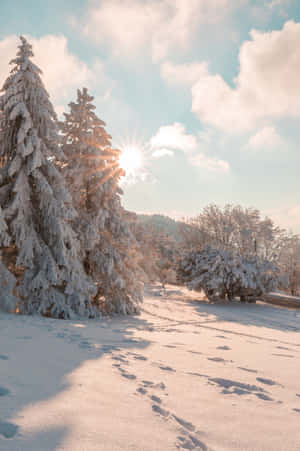 在明亮的冬日陽光和柔軟的雲朵下，積雪的樹木和小徑。 — 冬季風景 壁紙