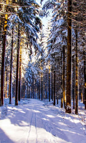 在明亮的陽光下，高大的松樹排列在積雪的森林小徑兩旁。 — 冬季風景 壁紙