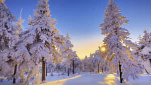 被金色日出光芒沐浴的積雪松樹。 — 冬季風景 壁紙
