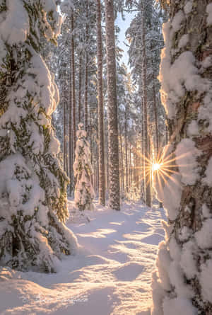 陽光穿過積雪的松樹，照耀在寧靜的冬季森林中。 — 冬季風景 壁紙