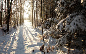 積雪的森林小徑，陽光穿過光禿禿的樹木。 — 冬季風景 壁紙