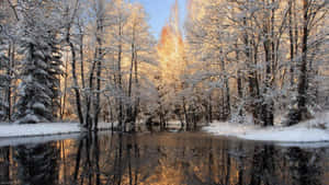 白雪覆蓋的森林，金色的陽光在平靜的河流上反射。 — 冬季風景 壁紙