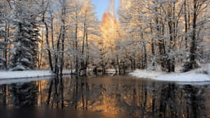 積雪的森林，樹木在金色時刻的平靜河流中倒映。 — 冬季風景 壁紙