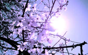 櫻花在陽光下閃耀，襯托著淡紫色天空 — 2560x1600 壁紙