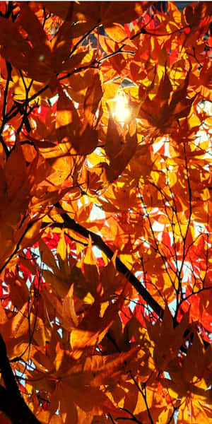 陽光穿過鮮豔的橙色和紅色秋葉，映襯著藍天。 — 秋季 壁紙