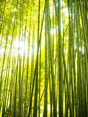 陽光穿過樹冠的高大竹莖。 — 竹子 壁紙